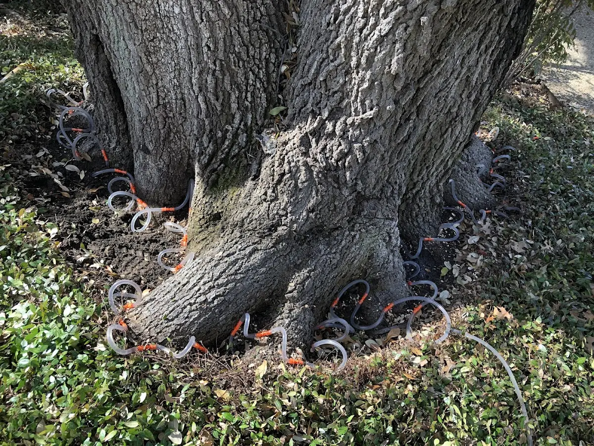 Detailed Tree Cabling and Bracing job site in Section