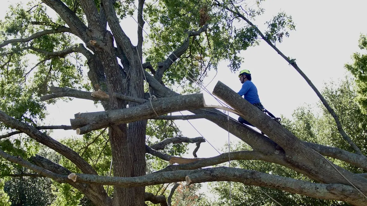 Professional Crown Thinning performed by certified arborists in Section