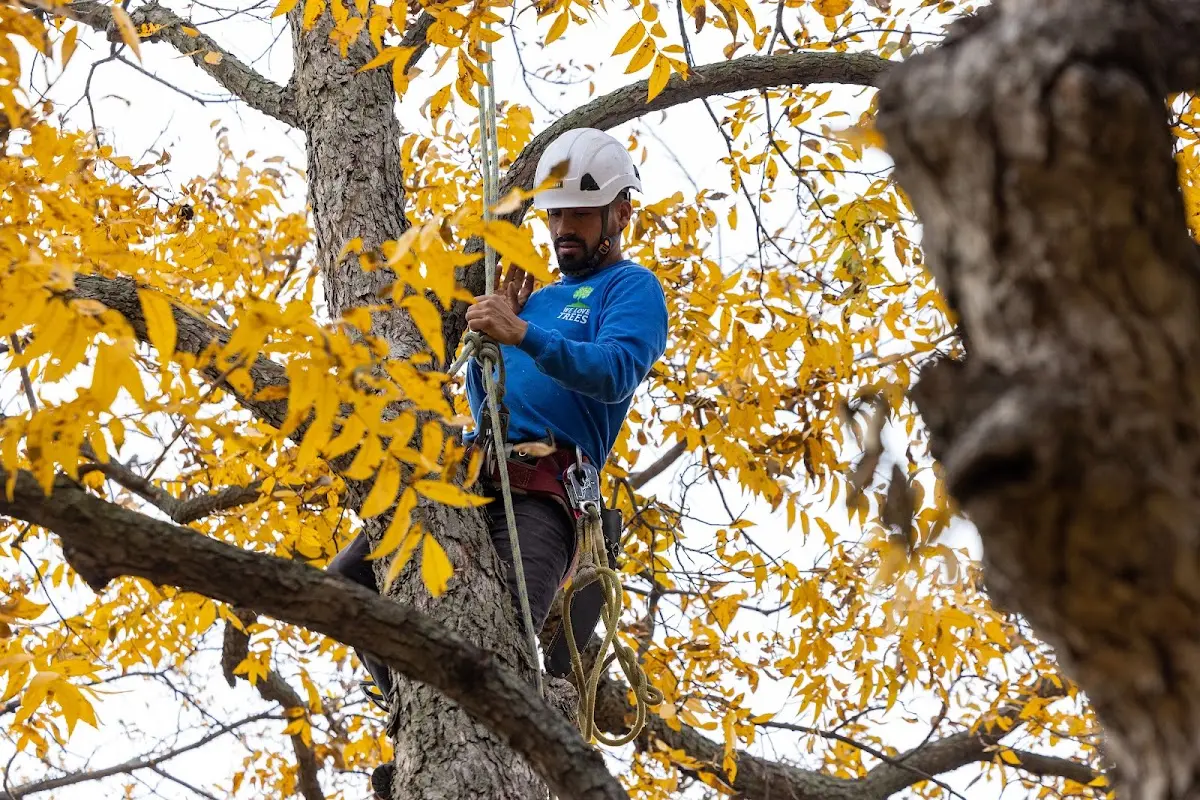 Skilled Tree Transplanting crew working in Section