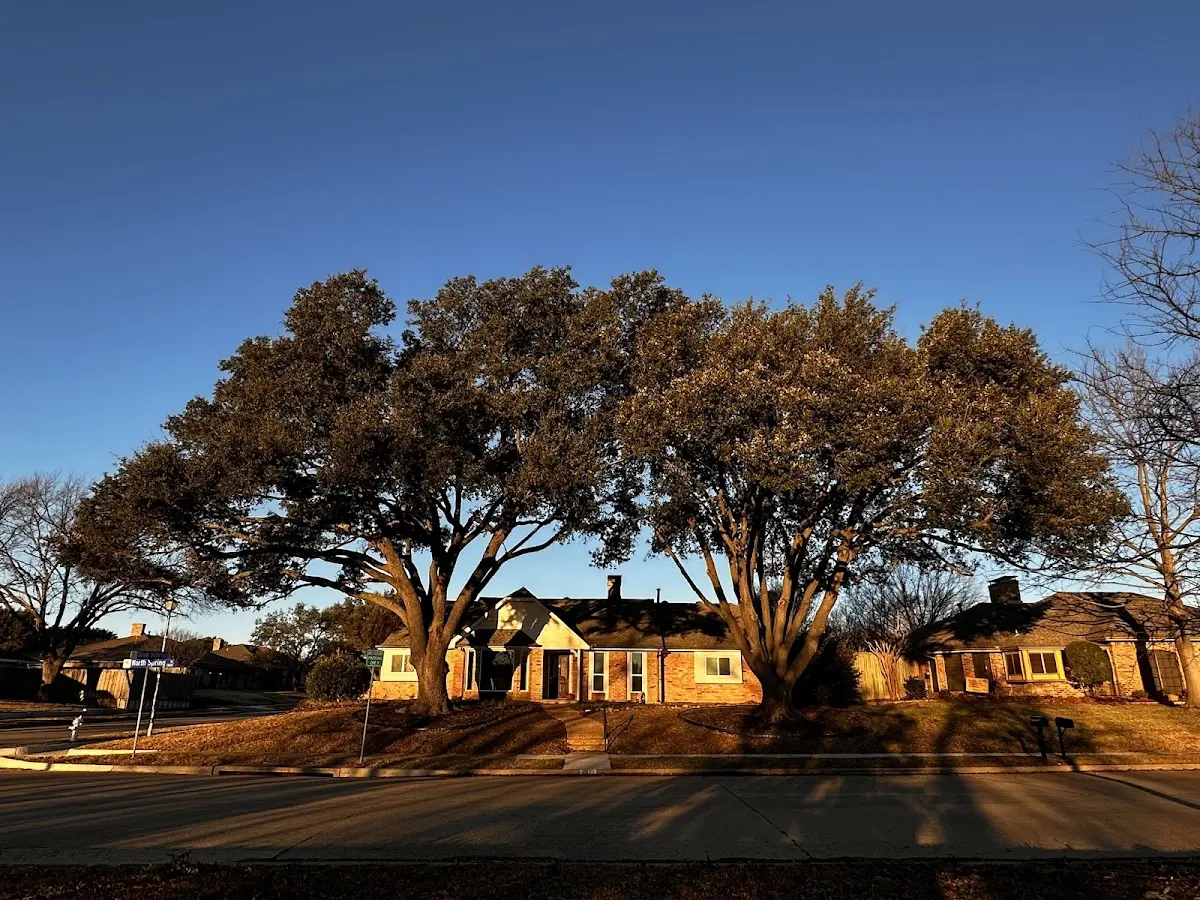 Established residential canopy tree shading a home in Section